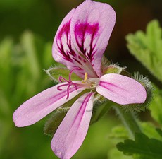 Geranium Oil Egyptian 100% Natural | NinonUSA