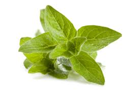 Oregano Oil 100% Natural | NinonUSA