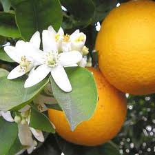 Orange Oil (100% Natural)