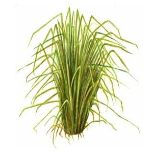 Vetiver Oil (100% Natural)