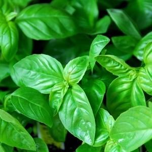 Basil Oil (100% Natural)