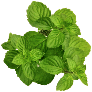 Spearmint Oil (100% Natural)