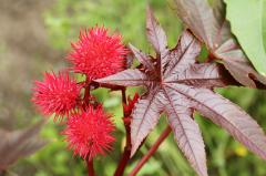 Castor Oil  (100% Natural)