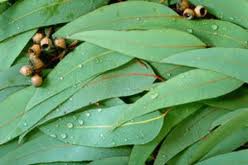 Eucalyptus Oil  (100% Natural)